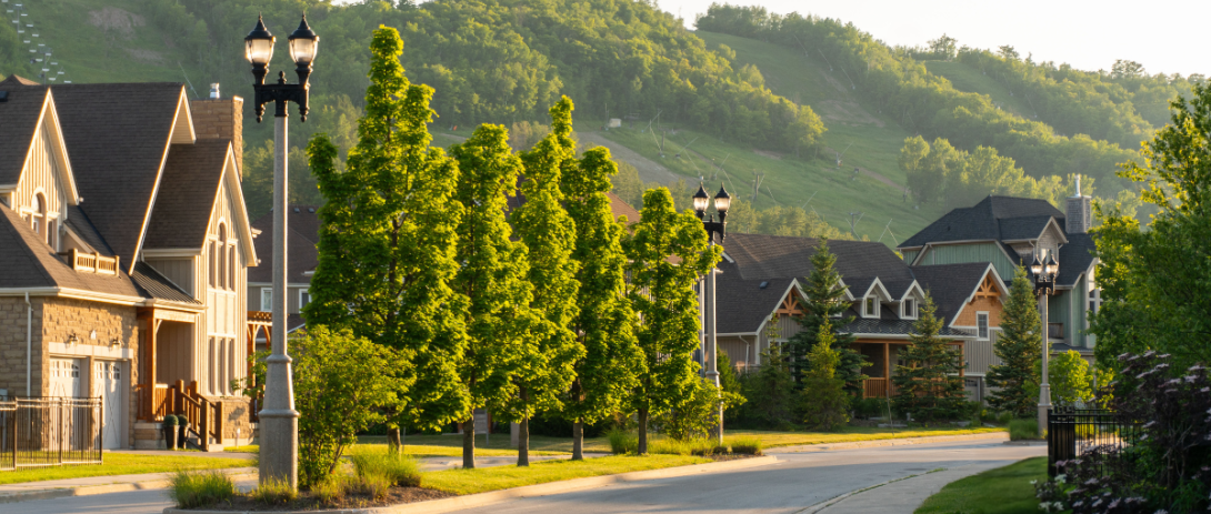 Tree-lined street at sunset