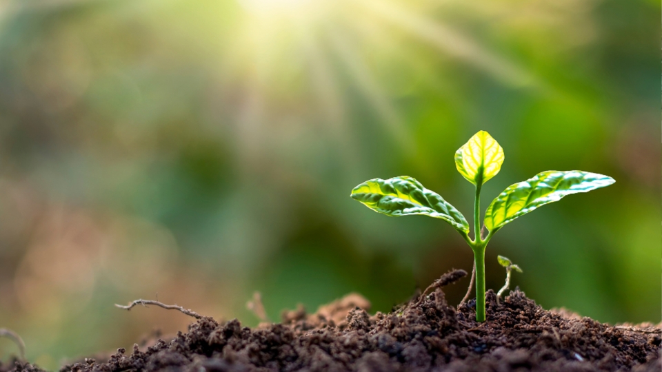 Small plant breaking through soil
